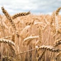 What is the best etf for commodities?